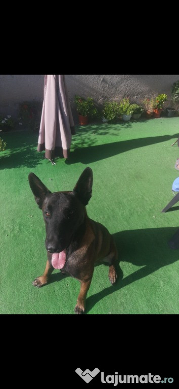 Ciobanesc Belgian Malinois