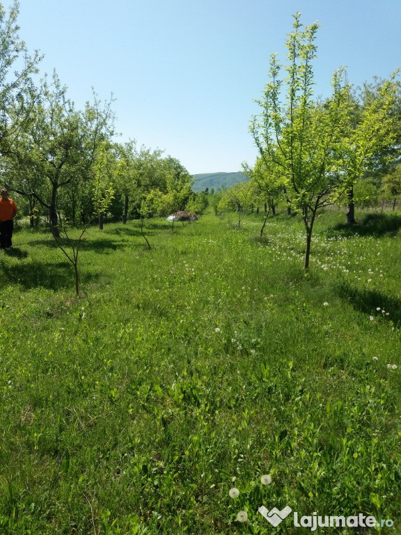 5200 mp livada.Maruntisu -Patarlagele-Buzau.