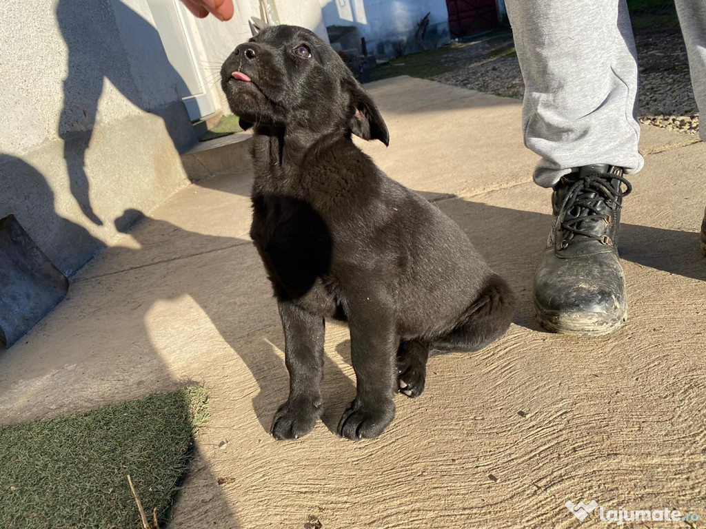 Cățelușa Labrador