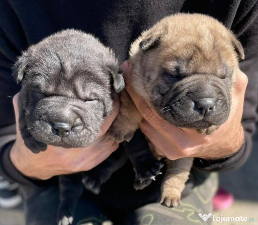 Catelusi sharpei