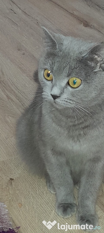 Pisici british shorthair blue