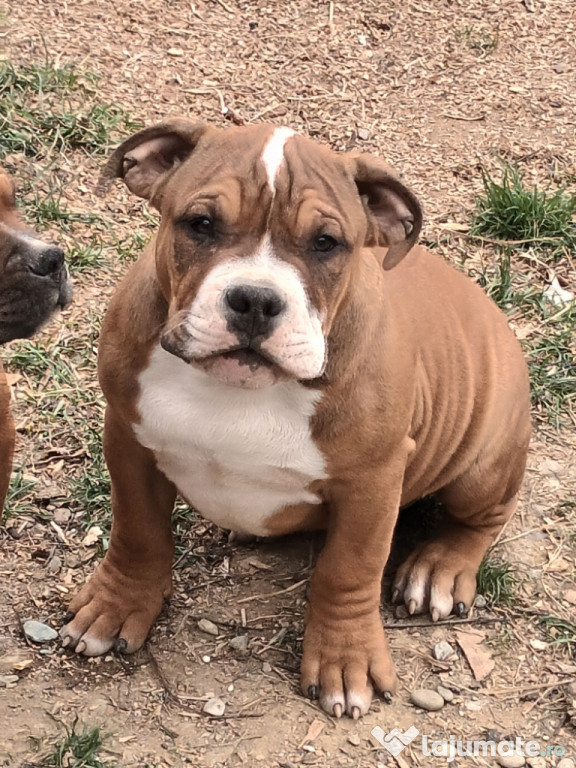 American Bully