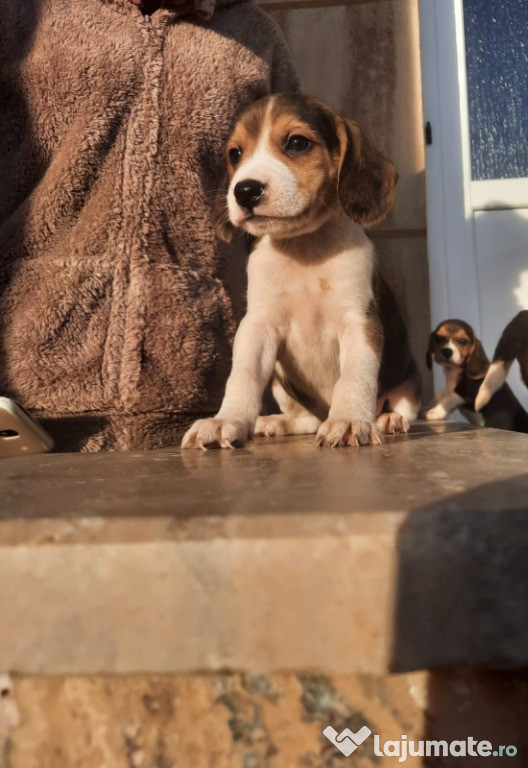 Pui Beagle tricolor