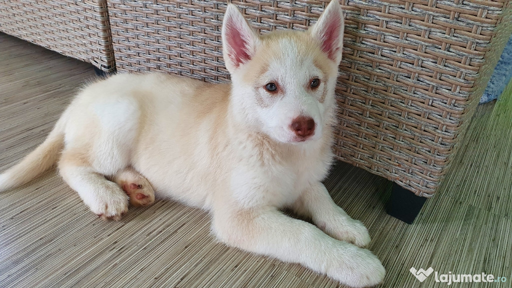 Pui Husky Siberian