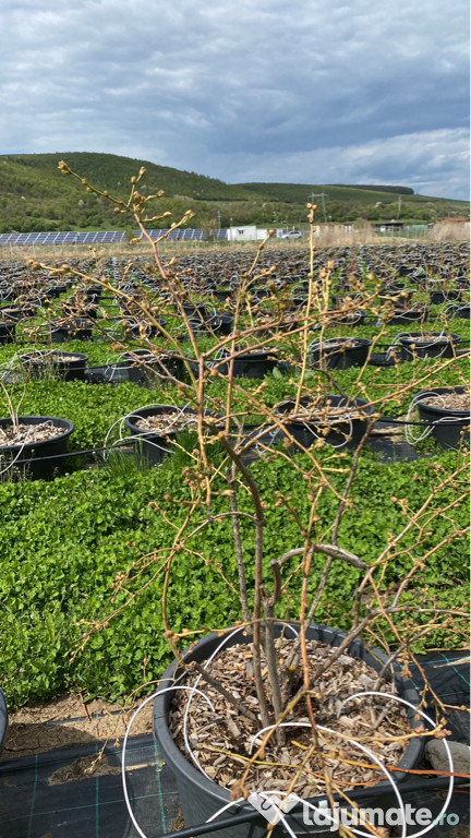 Plantatie afin de cultură