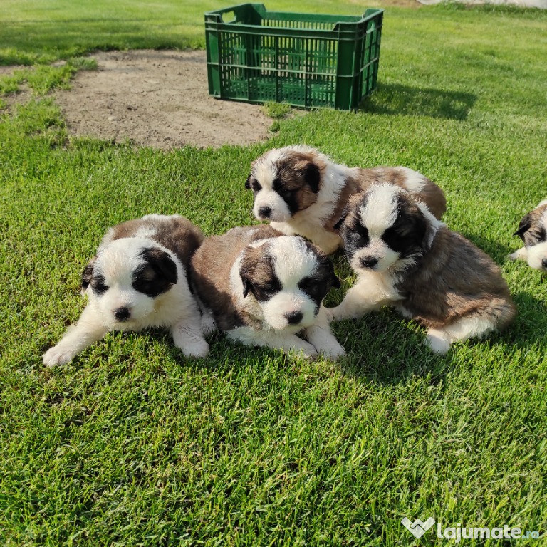 Saint Bernard