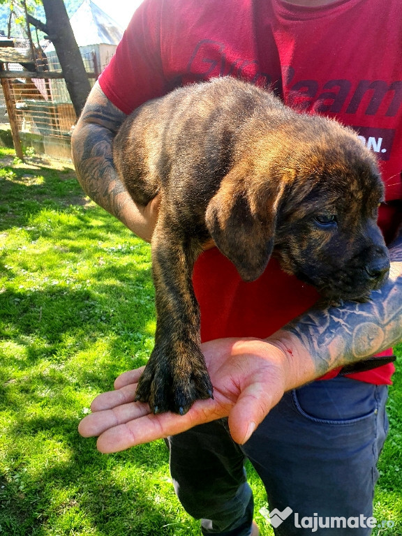 Cane-Corso