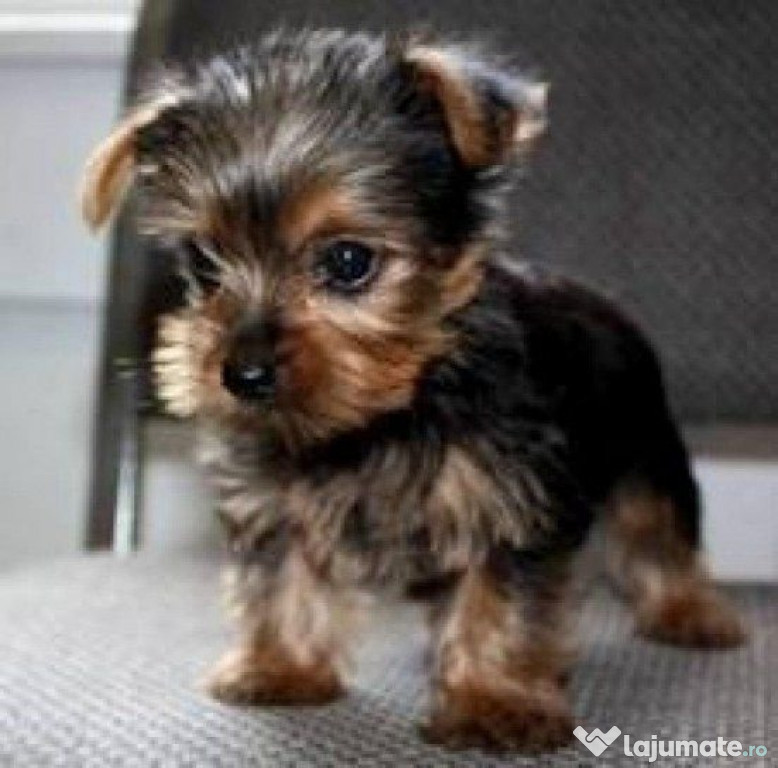 Rasechte kleine theekopje Yorkie-puppy's