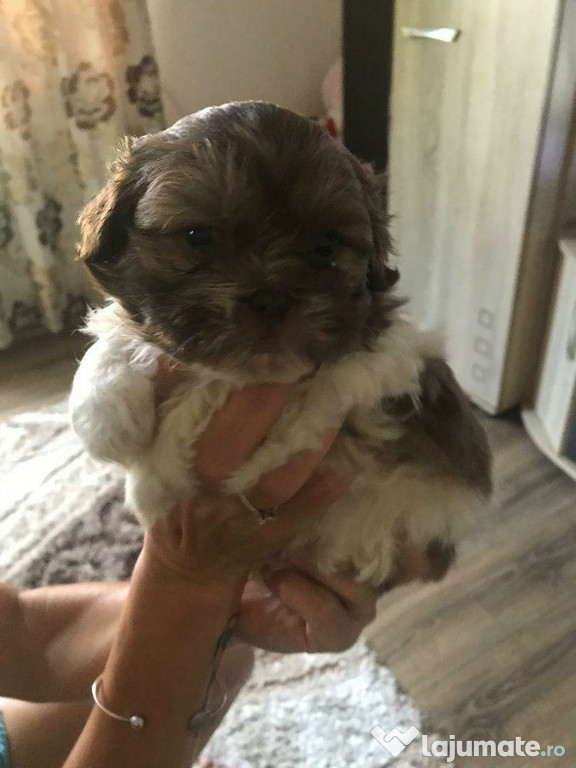 Pui Shih Tzu