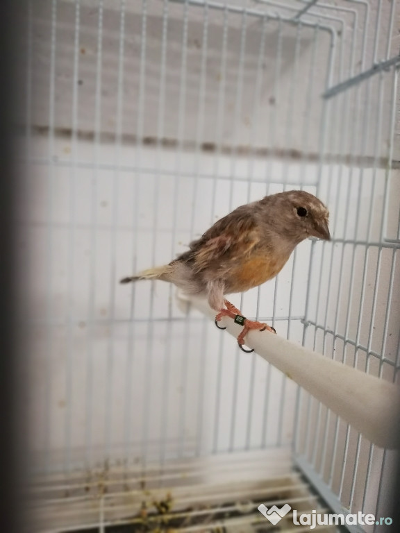 CANARI, (en-gros)