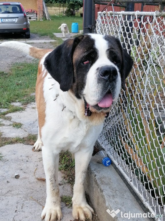 Saint Bernard