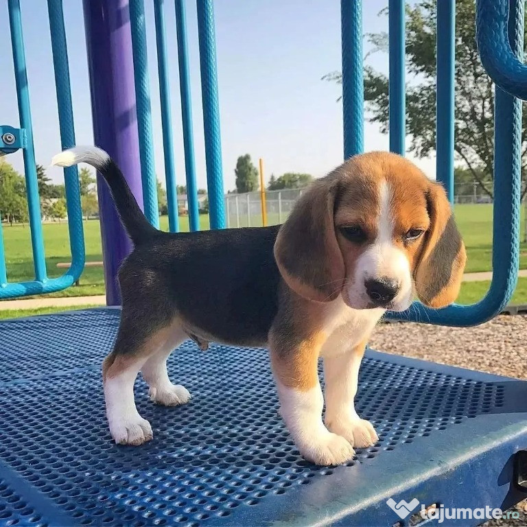 Cățeluși Beagle
