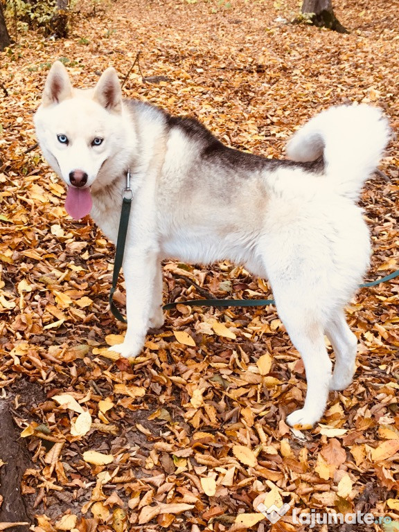 Husky mascul 2 ani