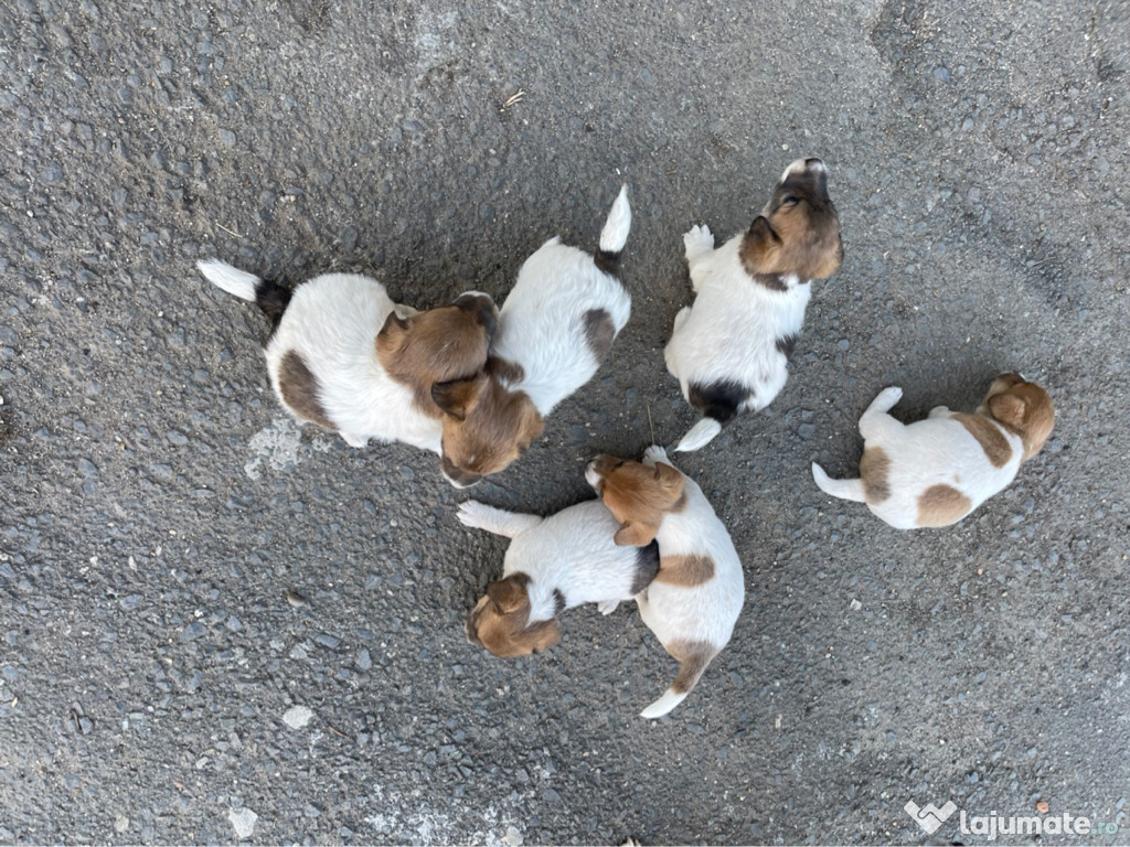 Pui Jack Russell Terrier
