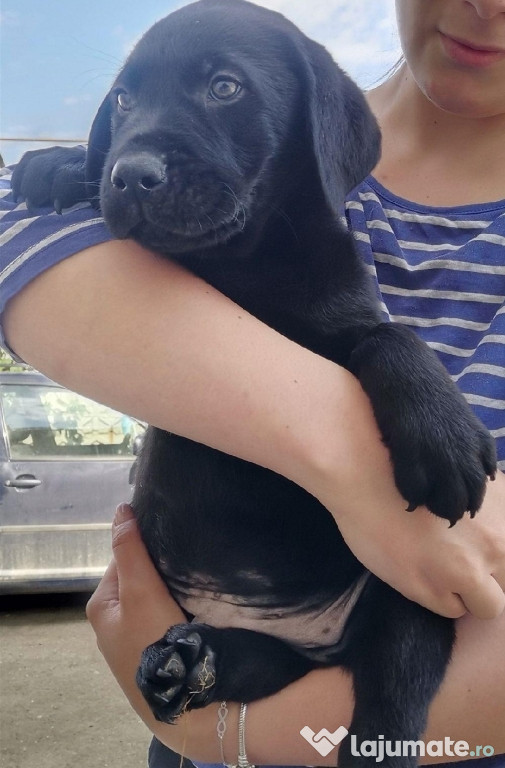 Căței labrador retriever