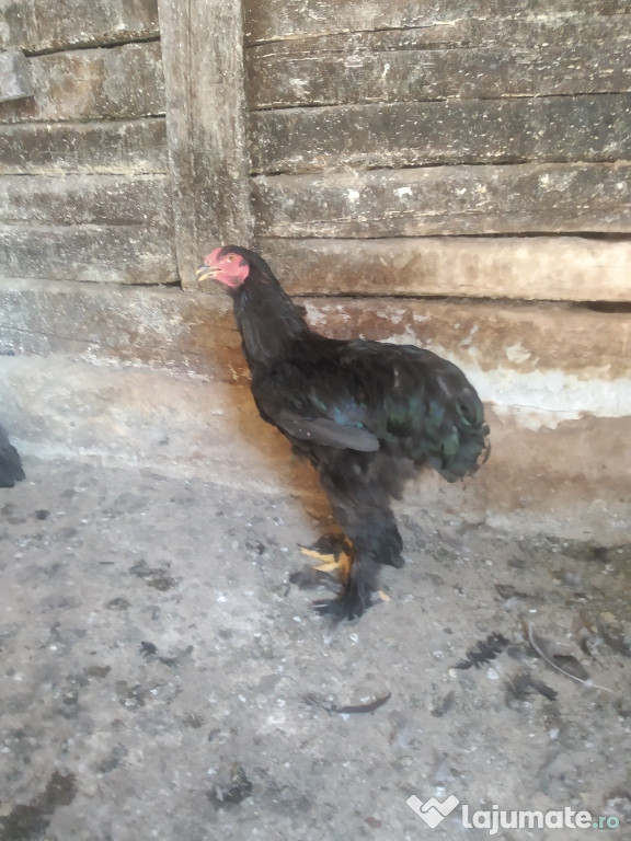 Viitoare familie Brahma negru 1+1.