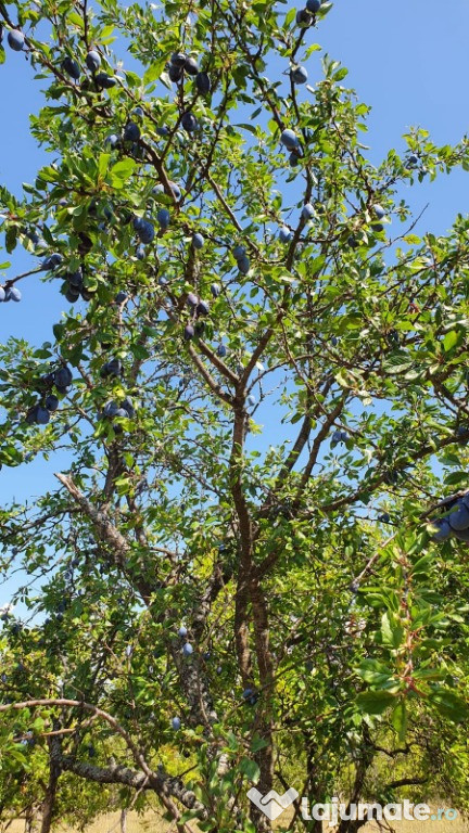 Prune Stanley pentru pălincă