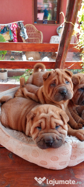 Căței shar_pei