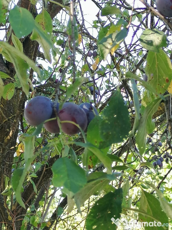 Prune pentru țuică