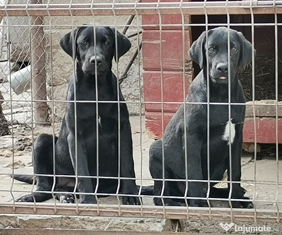 Labrador retriever femelă neagră