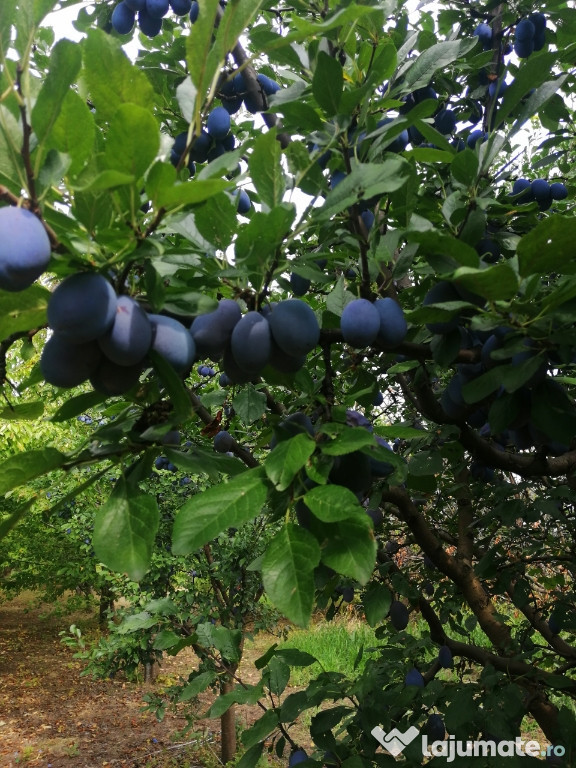 Prune stanley pentru procesare sau masa