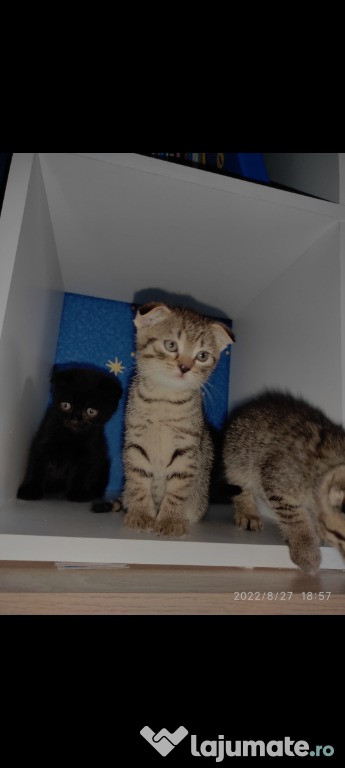 Pisoiași Scottish fold