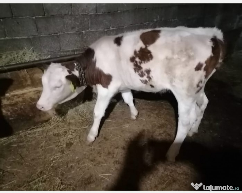 3 vitele bălțată românească