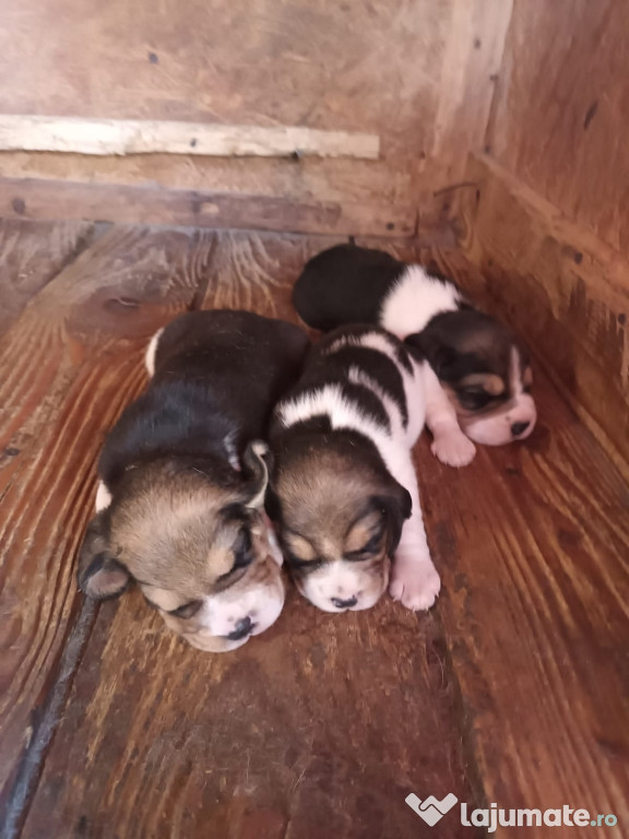 Catei beagle