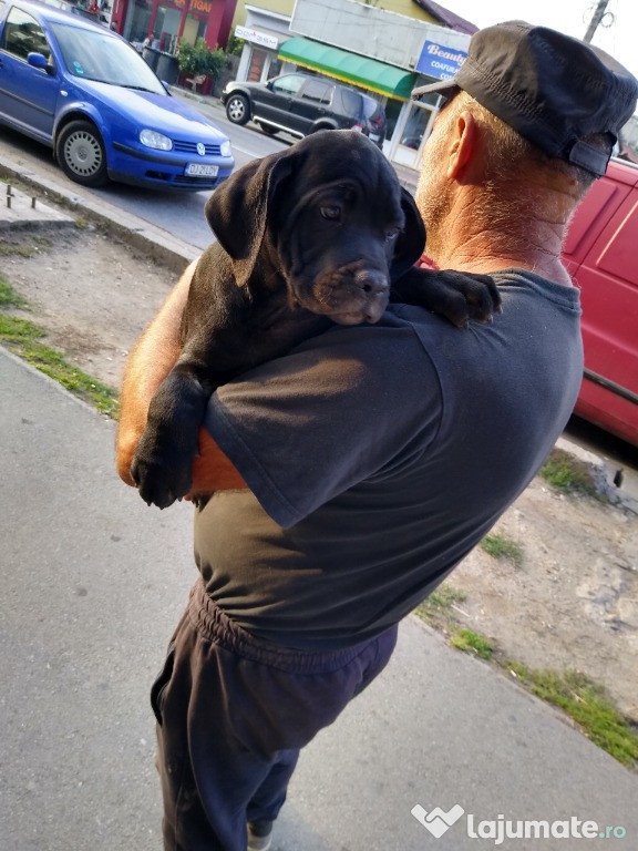 Cane Corso