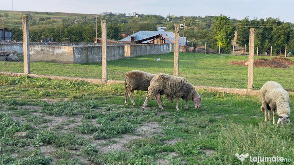 Berbeci friza germana