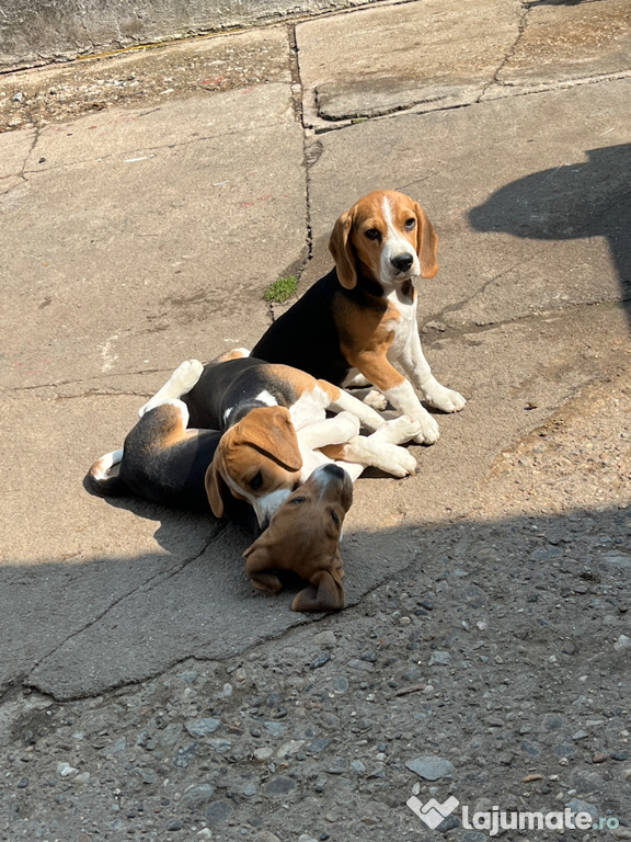 Pui beagle
