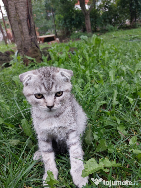 Pisicute Scottish Fold