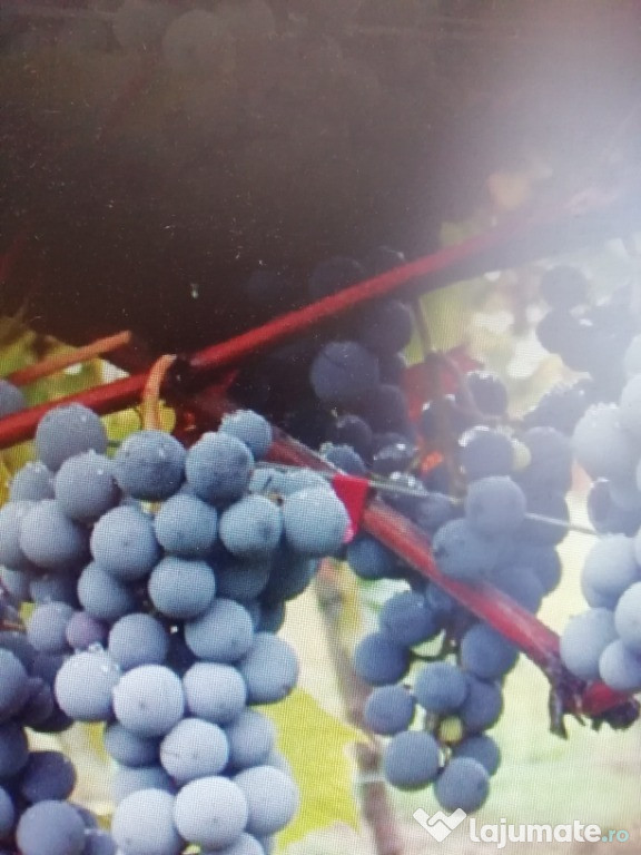 Struguri pentru vin hibrid, Tel. 