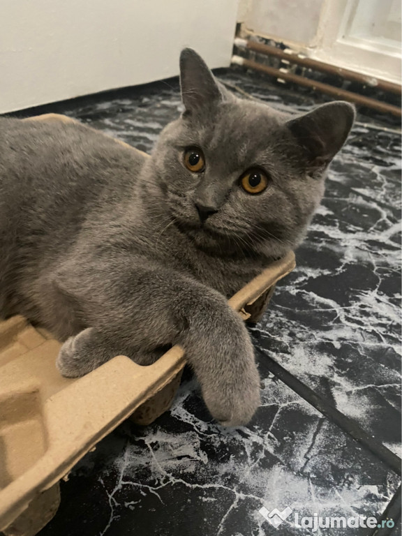 Pisoi