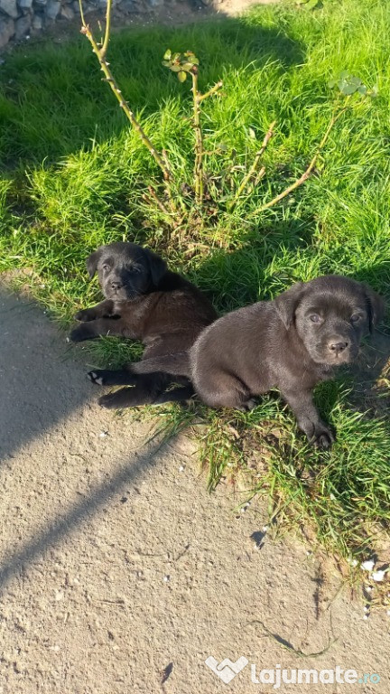 Labrador-Retrieveri