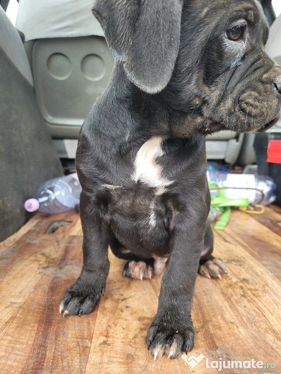 Cane corso italian