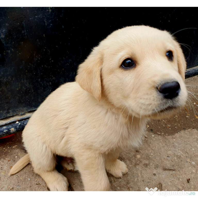 Labrador-Retrieveri