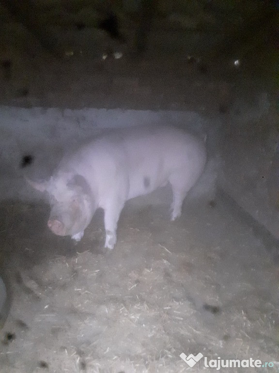 Porci