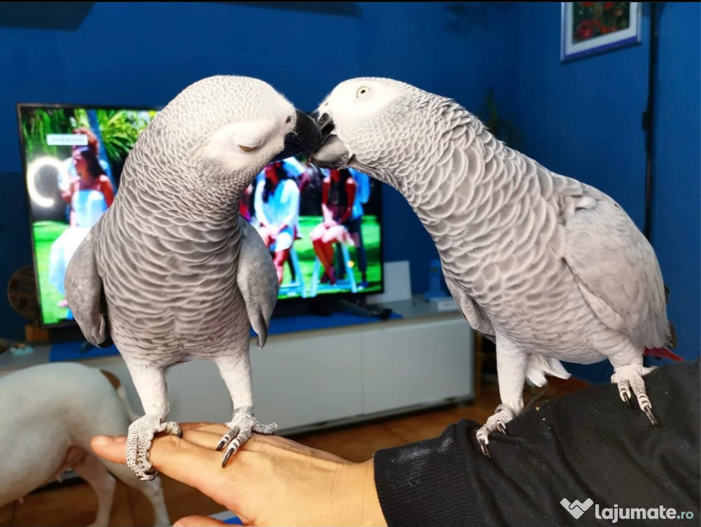 Papagali cenușii africani vorbitori disponibili numai pentru casele iubitoare.