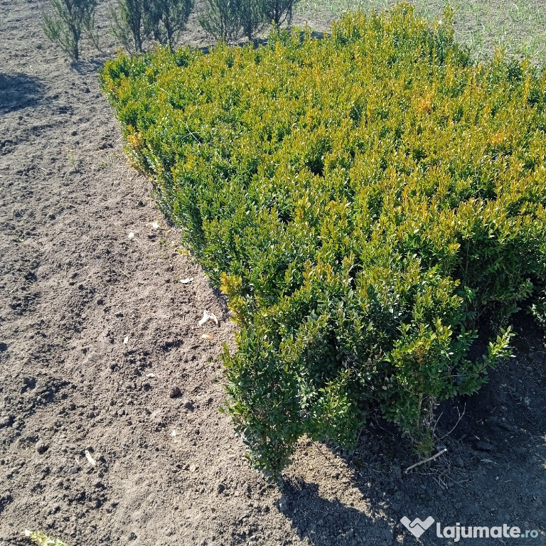 Buxus, stejar rosu , tei argintiu