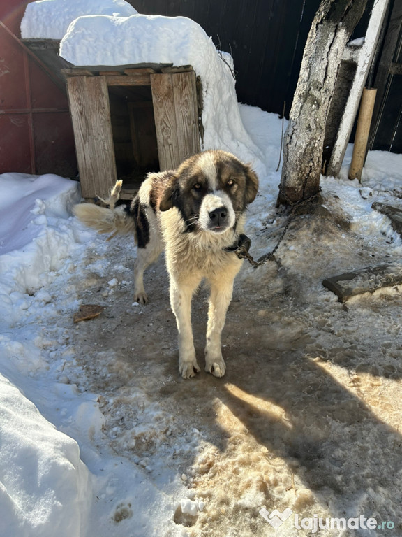 Câine Ciobănesc Românesc