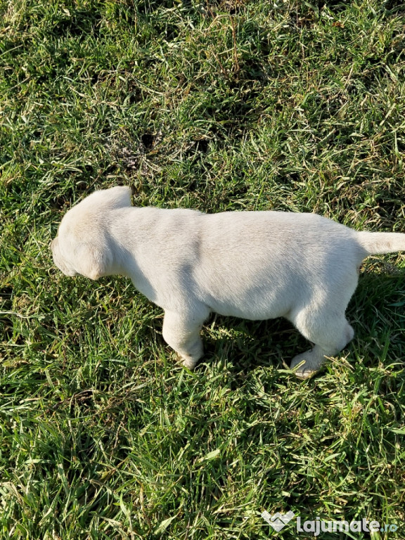 Vând pui labrador retriever