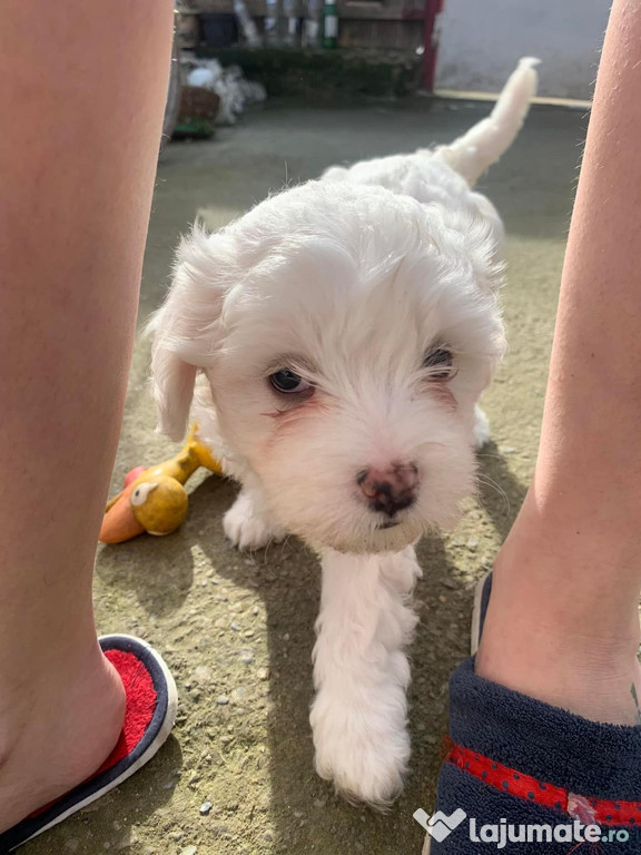 Pui Bichon