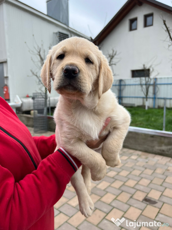 Vând căței de labrador auriu