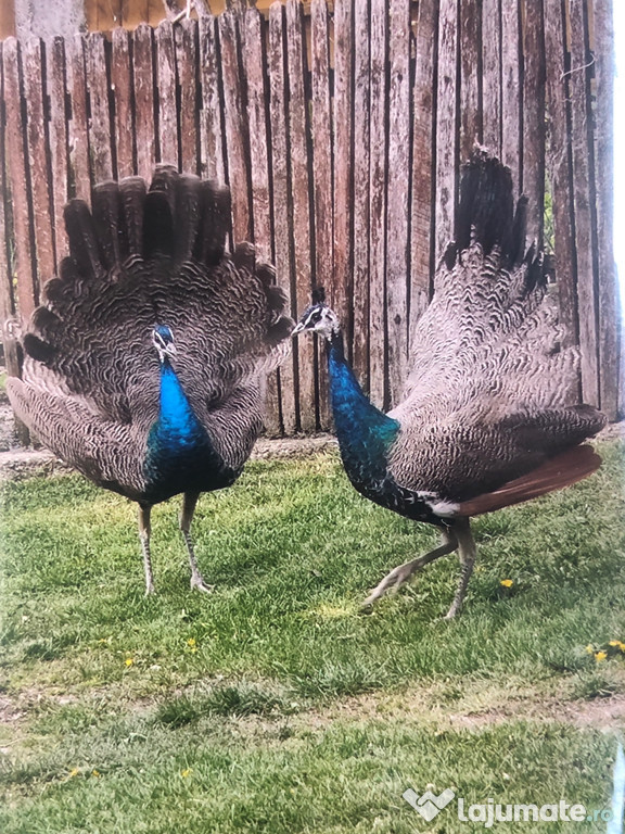 Doi masculi păun albastru- comun
