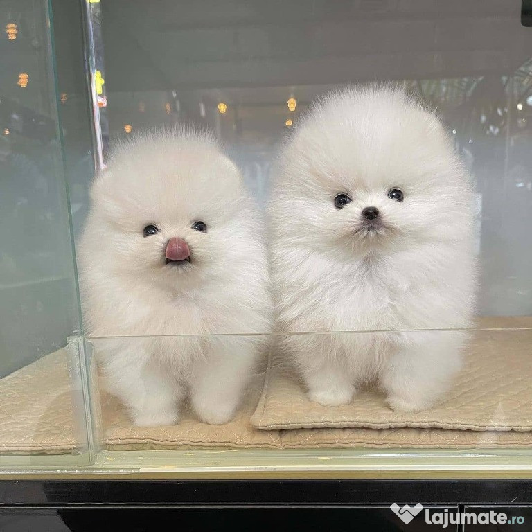Căței Pomeranian