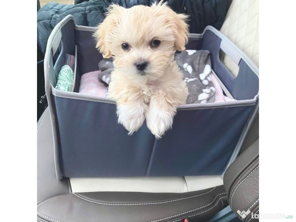 Sweet Maltipoo căței crescuți acasă
