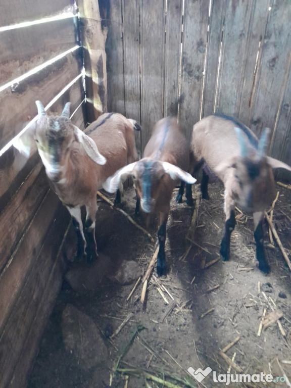Vand doua iede si un tapotei de 4 luni