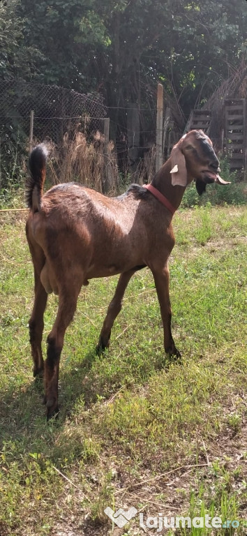 Țap Anglo-Nubian își schimbă domiciliul