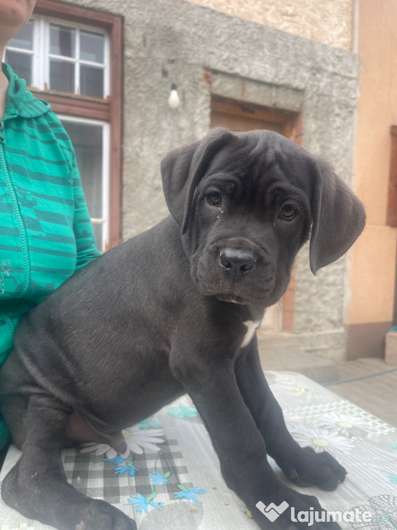 Cane Corso italiano